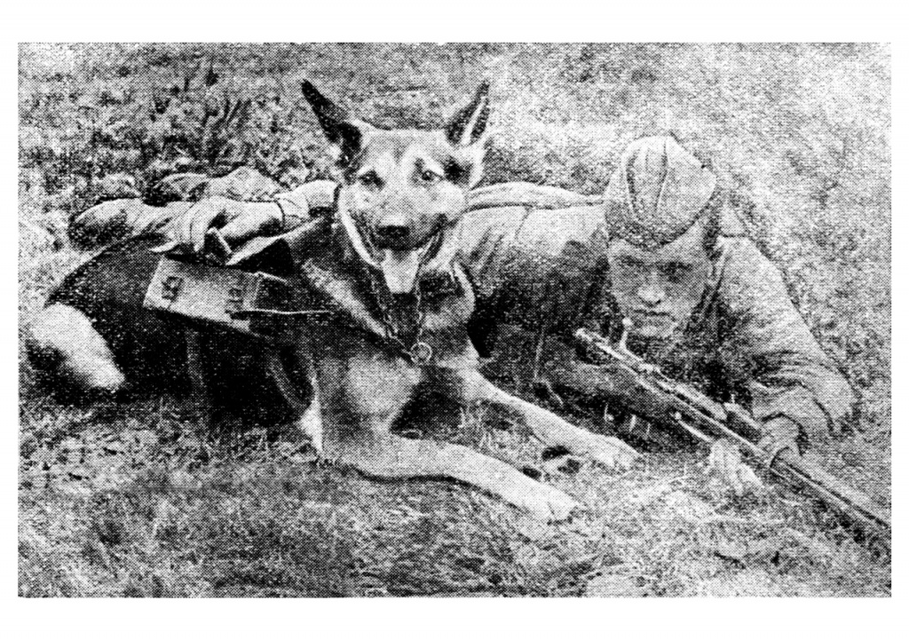 Обучение собаки-связиста для боевых операций. 1942 г..jpg