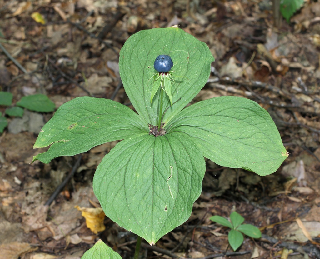 Paris quadrifolia l. Вороний глаз четырёхлистный