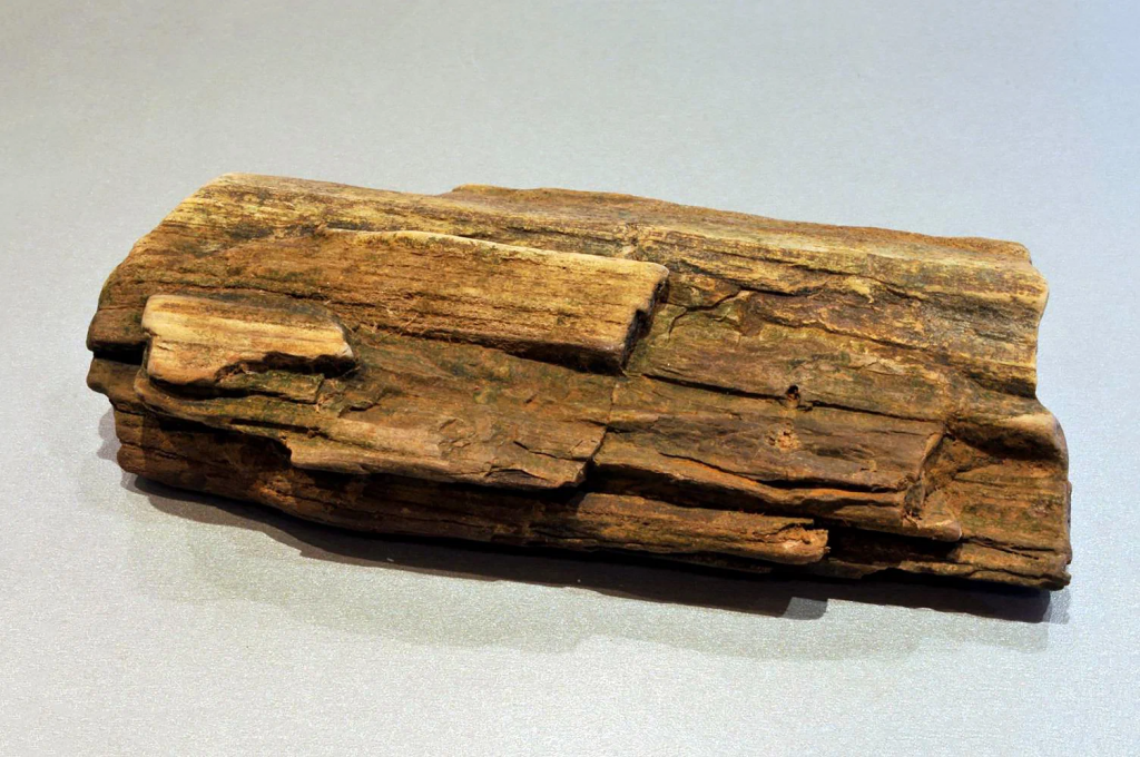 Фрагмент ствола минерализованной древесины. Дар А.В. Плюснина.jpg