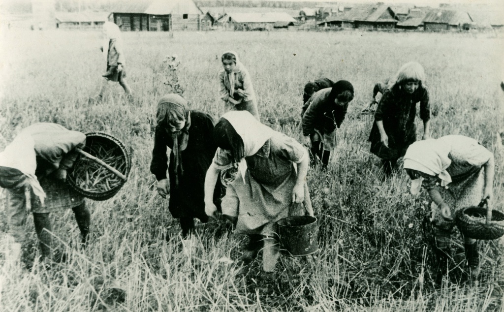 3 Пионеры собирают колоски на поле колхоза Победа НВ 198313_1.jpg