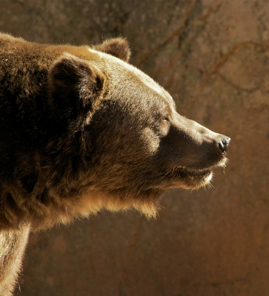 Голова медведя (изображение из свободных интернет-источников).jpg