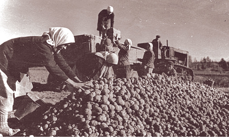 Погрузочные работы урожая картофеля в подсоб. хоз-ве Нижнетагильский район. 1943 г..jpg