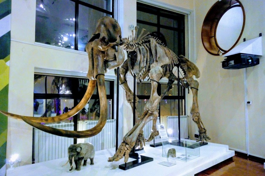 Скелет степной мамонт музей природы и человека г Хантымансийск.jpg