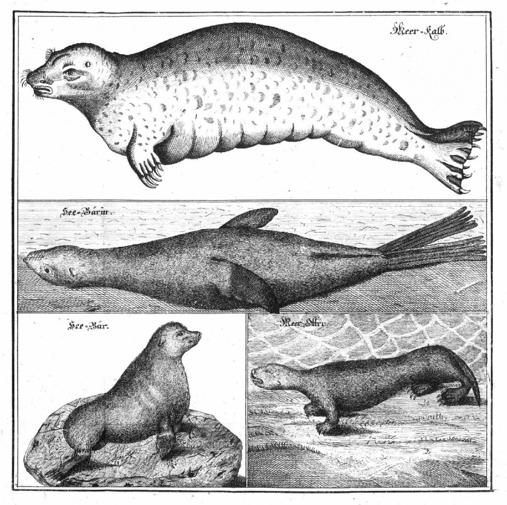 Морские животные описанные Стеллером.jpg